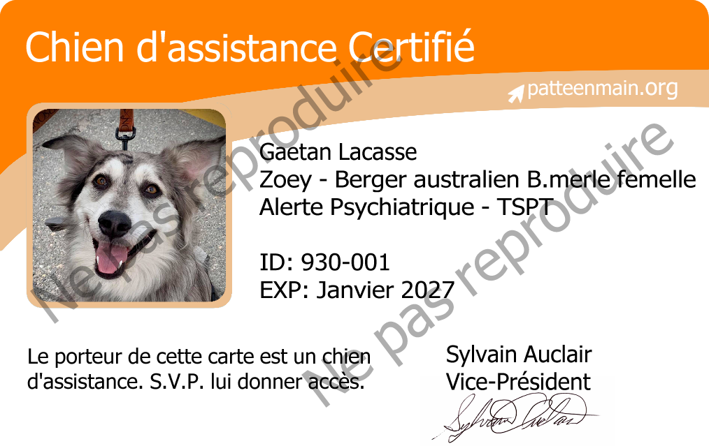 Gaetan Lacasse
Zoé - Berger australien Bleu merle femelle
Alerte Psychiatrique - TSPT
ID: 930-001
EXP: Janvier 2027