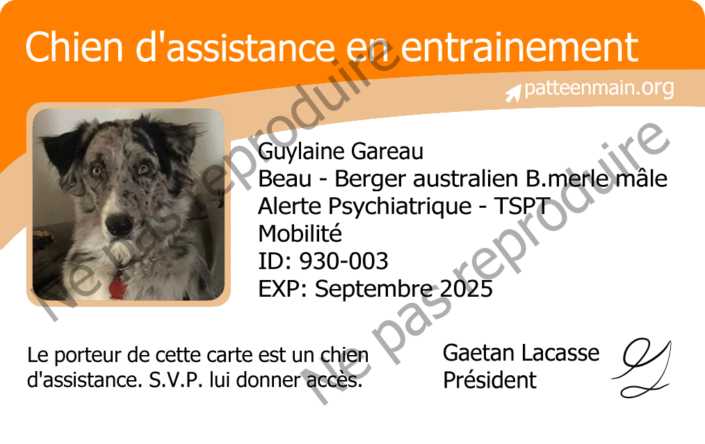 Guylaine Gareau
Beau - Berger australien B.merle mâle
Alerte Psychiatrique - TSPT
Mobilité
ID: 930-003
EXP: Janvier 2027